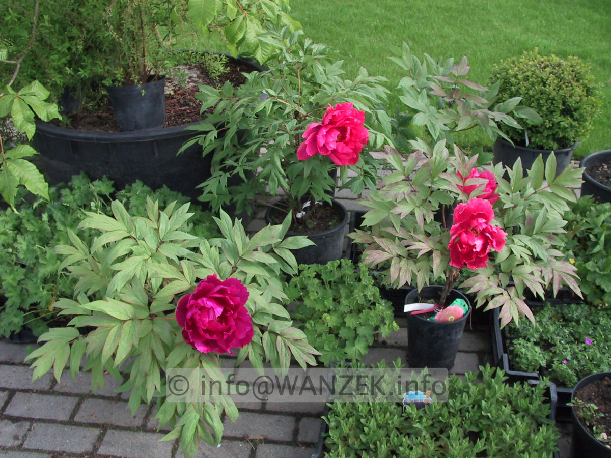 Paeonia suffruticosa rot 3.JPG